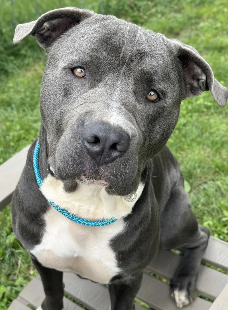 A young large-sized male Gray / Blue / Silver Pit Bull Terrier dog named Johnny for adoption in Anderson, IN