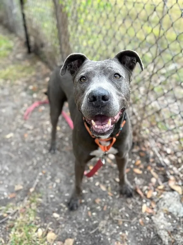 An adult large-sized male Gray / Blue / Silver Pit Bull Terrier dog named Rex Loves Toys for adoption in Friendswood, TX
