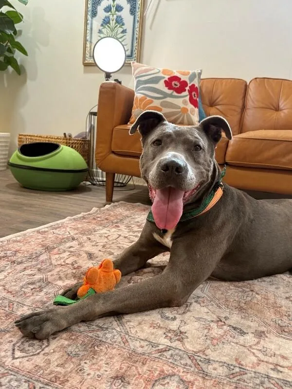 Rex Loves Toys thumbnail 5