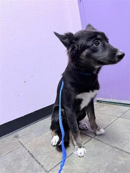A baby medium-sized female Black Mixed Breed dog named 61394616 for adoption in El Paso, TX