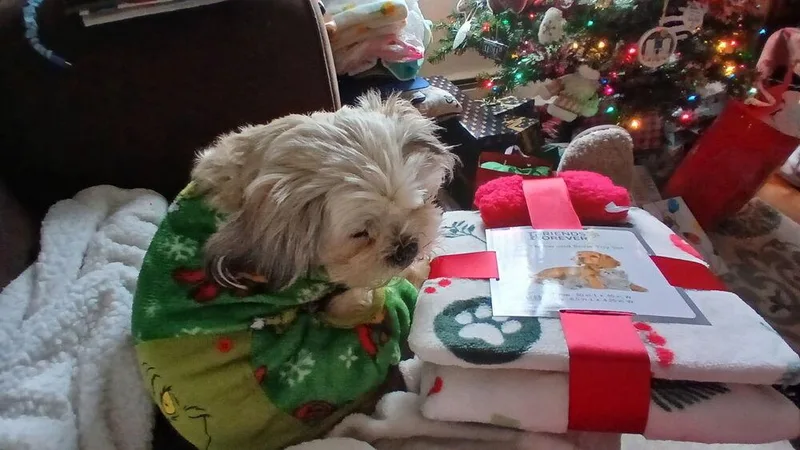 An adult small-sized male Shih Tzu dog named Bear for adoption in Middletown, CT