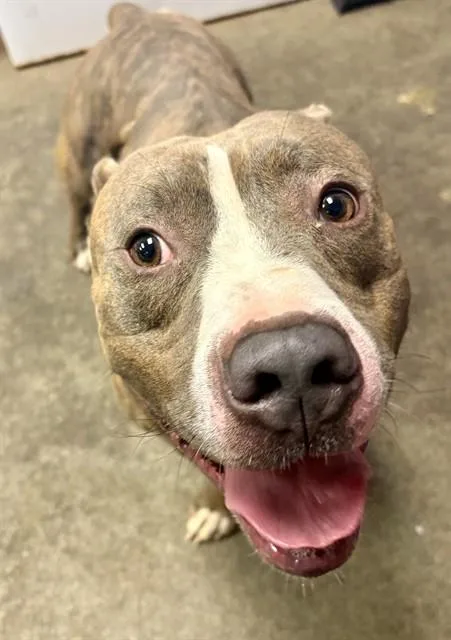 An adult medium-sized male Mixed Breed dog named Augustus for adoption in Jacksonville, FL