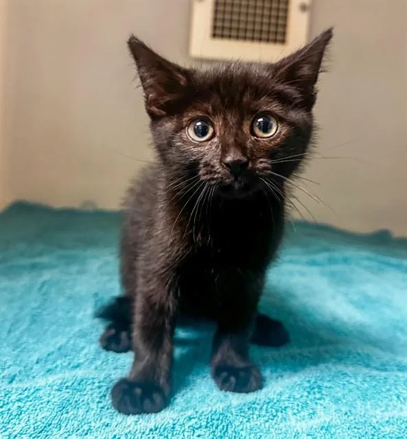 A baby small-sized female Domestic Short Hair cat named Coral for adoption in Statesville, NC
