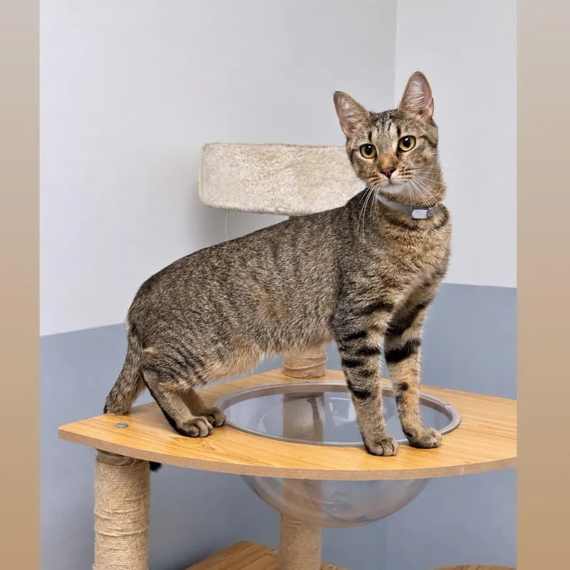 A young medium-sized female Domestic Short Hair cat named Ivy for adoption in Syosset, NY