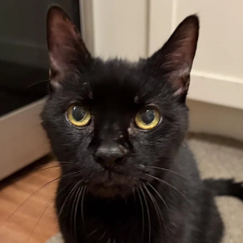 A senior medium-sized male Black Domestic Short Hair cat named Frankie Jvc Cat for adoption in Yardley, PA
