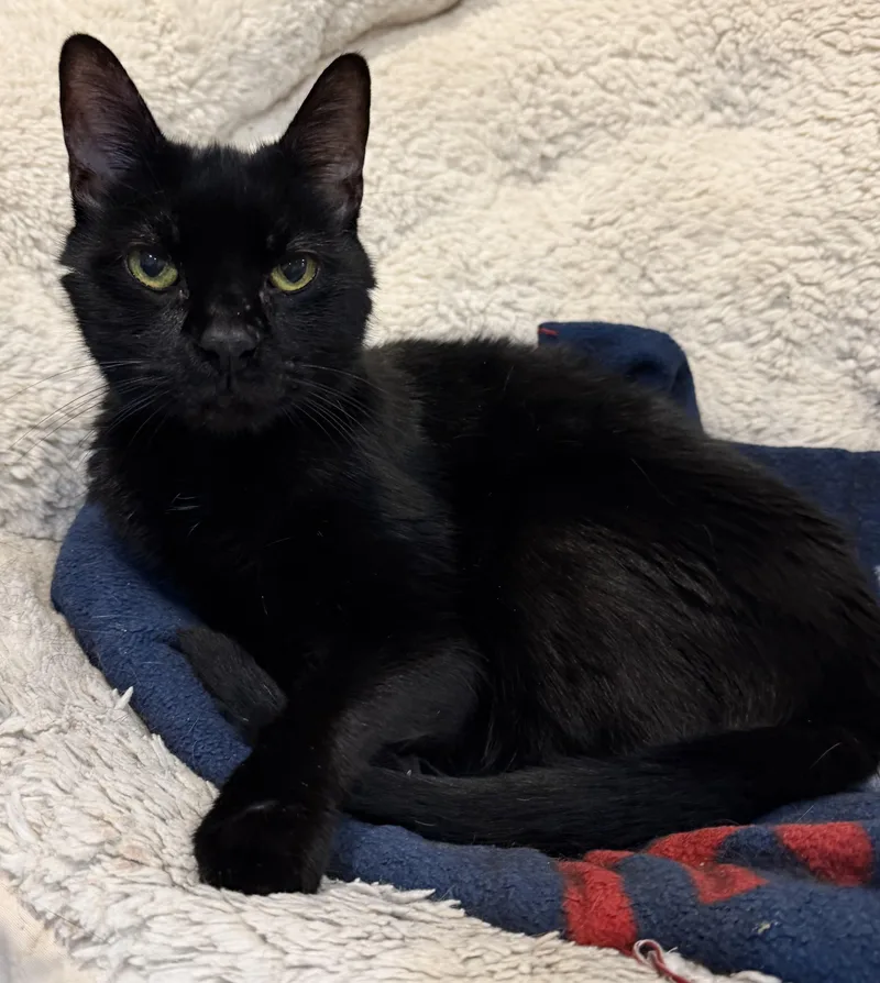 Frankie  Jvc Cat thumbnail 2