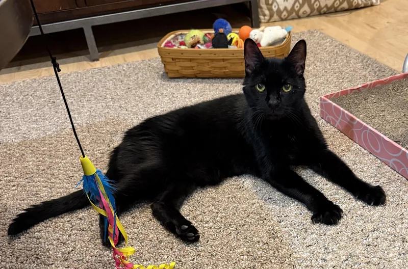 Frankie  Jvc Cat thumbnail 3