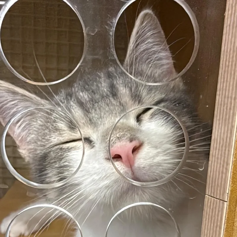 A baby small-sized male White Domestic Short Hair cat named Oliver for adoption in Ashland, VA