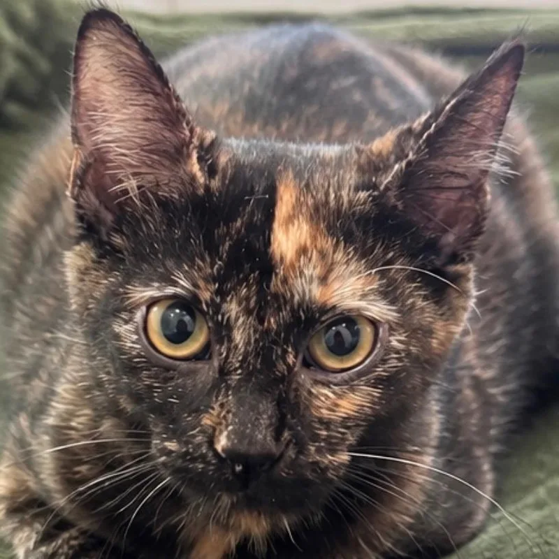 A baby medium-sized female Black Domestic Short Hair cat named Nyxie for adoption in Jupiter, FL
