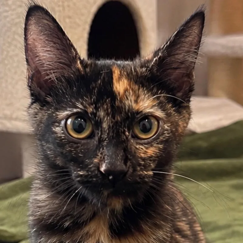 Nyxie thumbnail 2