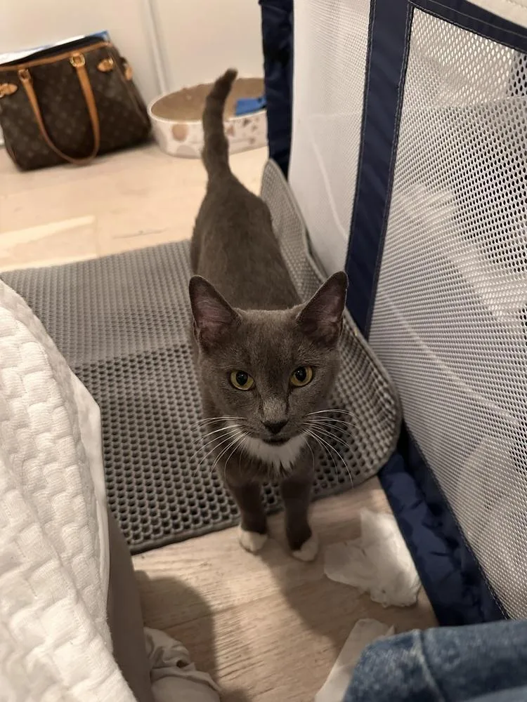A young medium-sized female Domestic Short Hair cat named Sasha Matthews for adoption in Dallas, TX