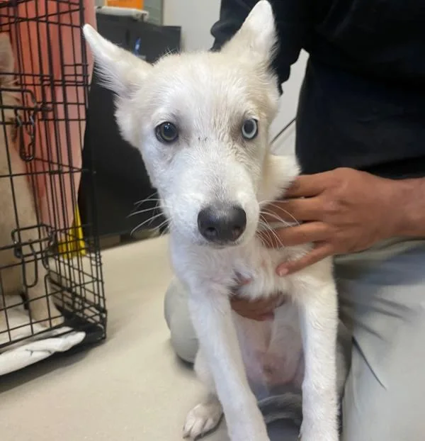A baby medium-sized male Siberian Husky dog named Tippity Top for adoption in El Cajon, CA