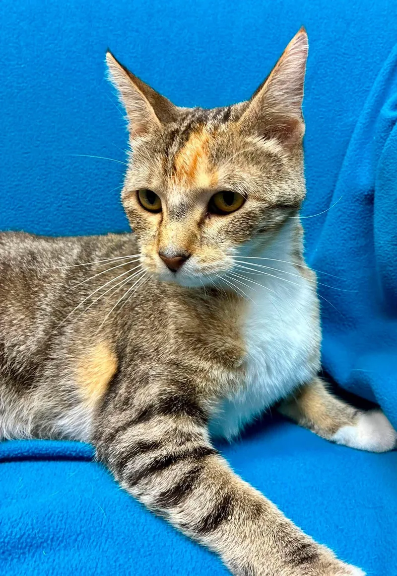 A young medium-sized female Calico Domestic Short Hair cat named Macaroon for adoption in Alexandria, MN