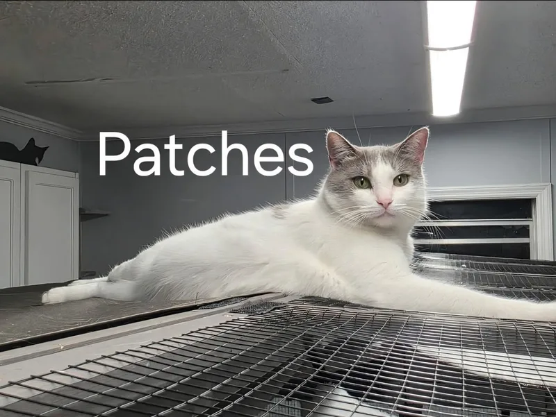 Patches