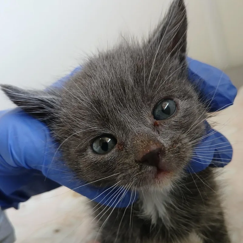 A baby small-sized male Gray / Blue / Silver Domestic Short Hair cat named Bonsai for adoption in Kanab, UT
