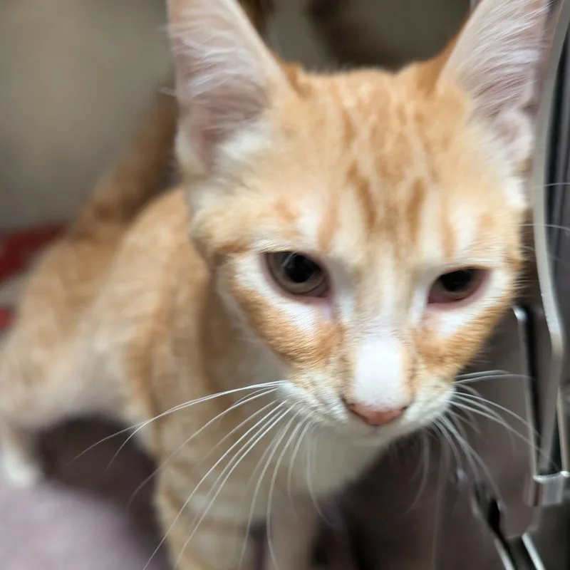 A baby small-sized female Orange / Red Domestic Short Hair cat named Marry for adoption in Sonoma, CA