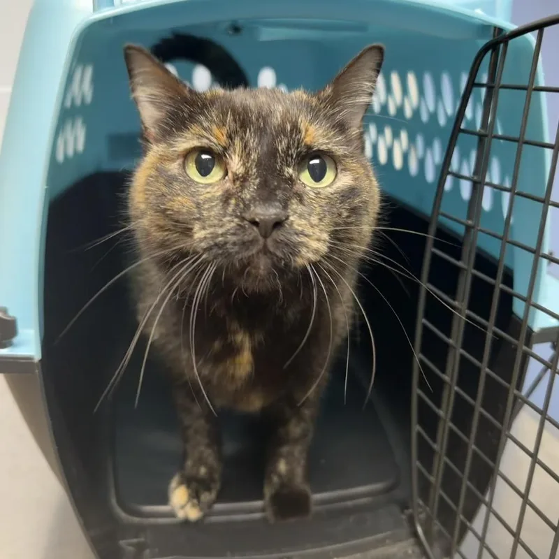 An adult medium-sized female Black Domestic Short Hair cat named Sweet Magnolia for adoption in DeKalb, IL