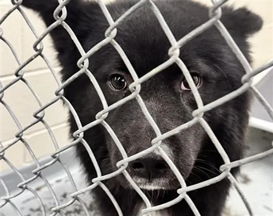 A young medium-sized male Akita dog named Travis for adoption in Anchorage, AK
