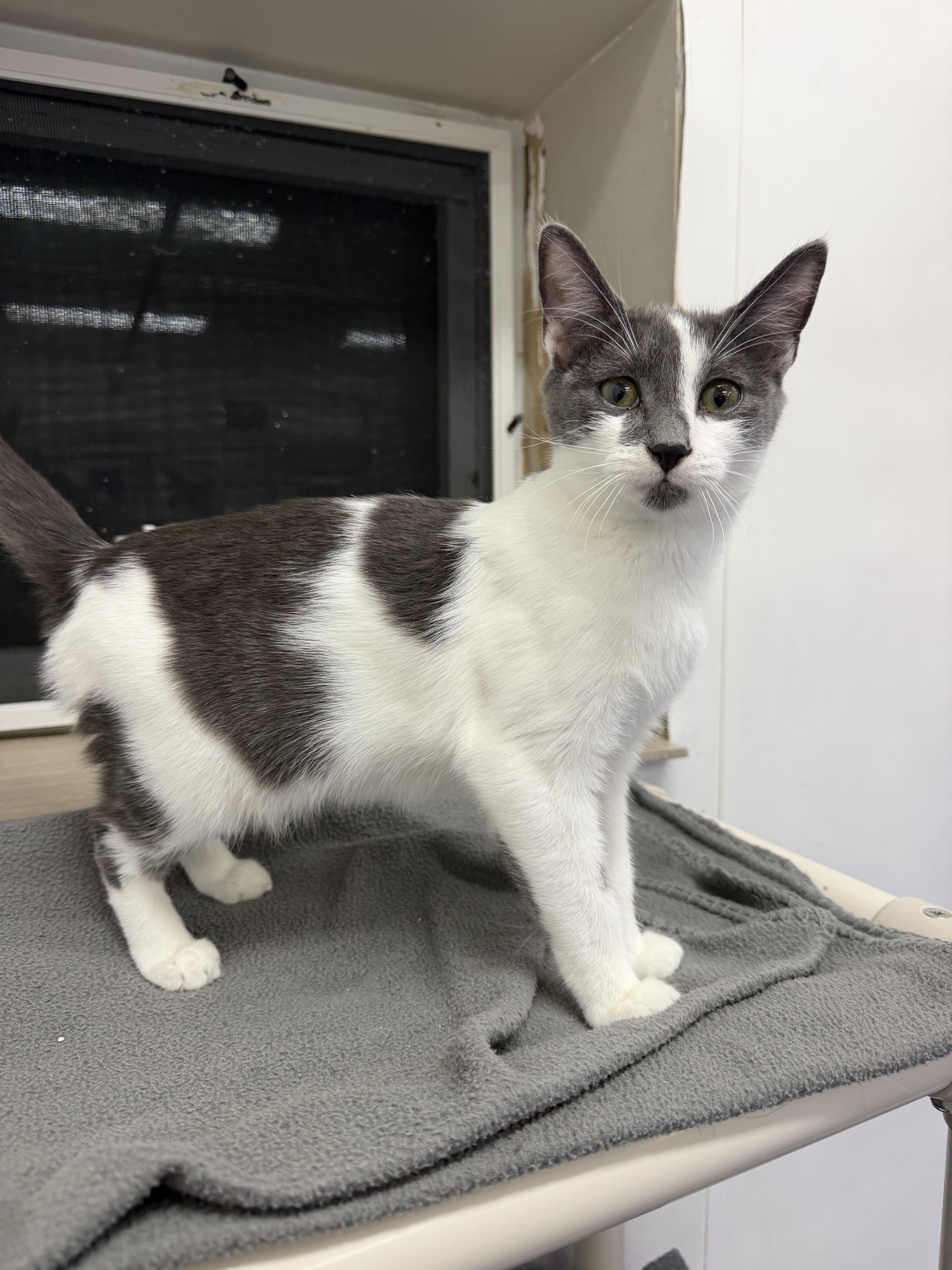 A baby medium-sized male Gray & White Domestic Short Hair cat named Lightning for adoption in Dunkirk, NY