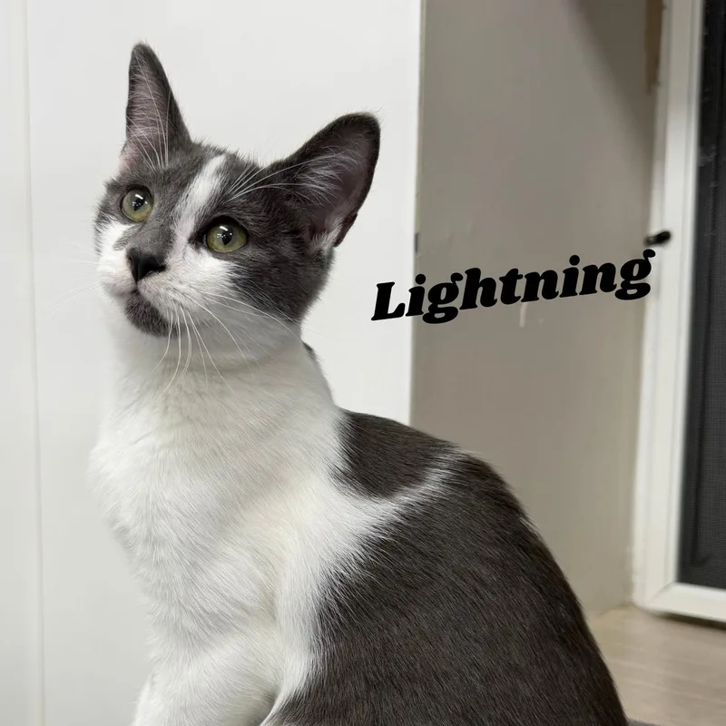 Lightning thumbnail 3