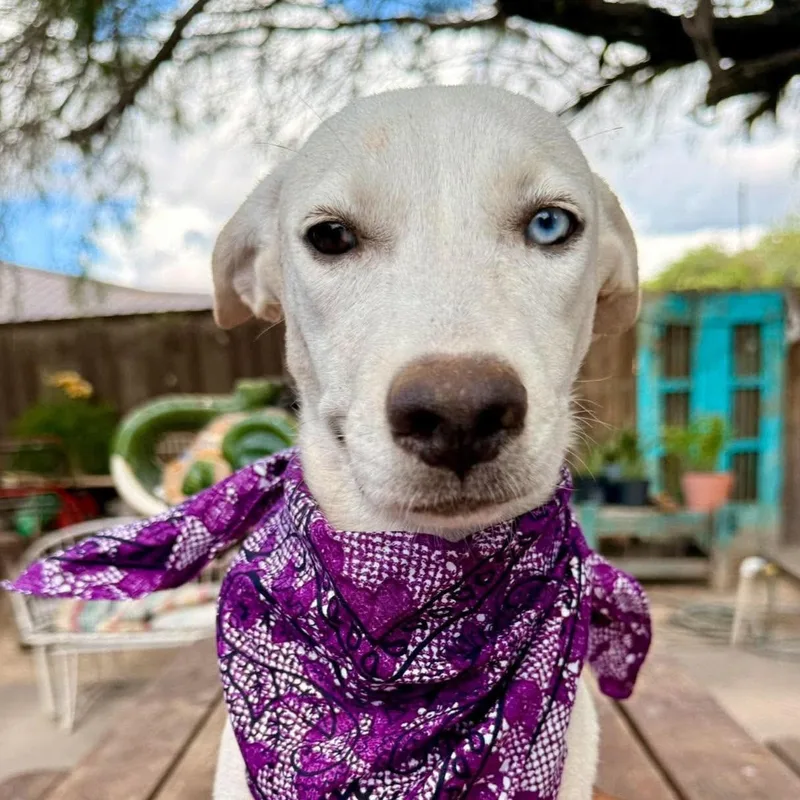 A baby medium-sized female Labrador Retriever dog named Maisie for adoption in Gregory, TX