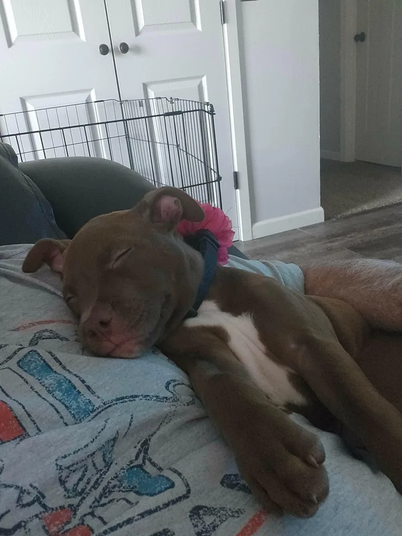 A baby medium-sized female Brown / Chocolate Pit Bull Terrier dog named Hershey for adoption in Raytown, MO