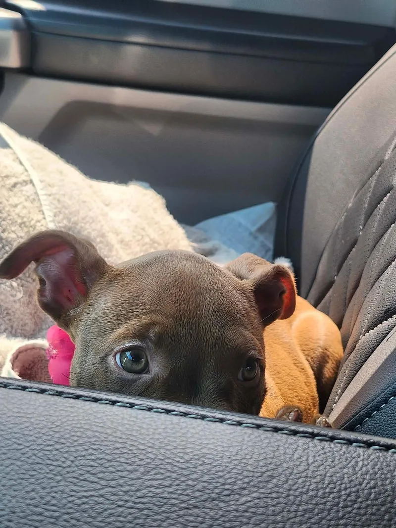 Hershey thumbnail 2