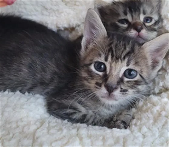 A baby medium-sized male Domestic Short Hair cat named Bobert A for adoption in Plano, TX