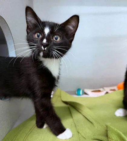 A baby small-sized male Domestic Short Hair cat named Pepe for adoption in Sacramento, CA