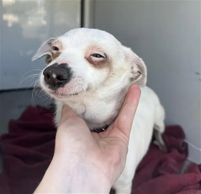 An adult small-sized female Chihuahua dog named Shimmer for adoption in Sacramento, CA