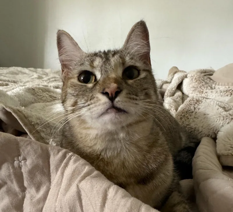 A young medium-sized female Tabby (Tiger Striped) Tabby cat named Junie for adoption in Mission Viejo, CA