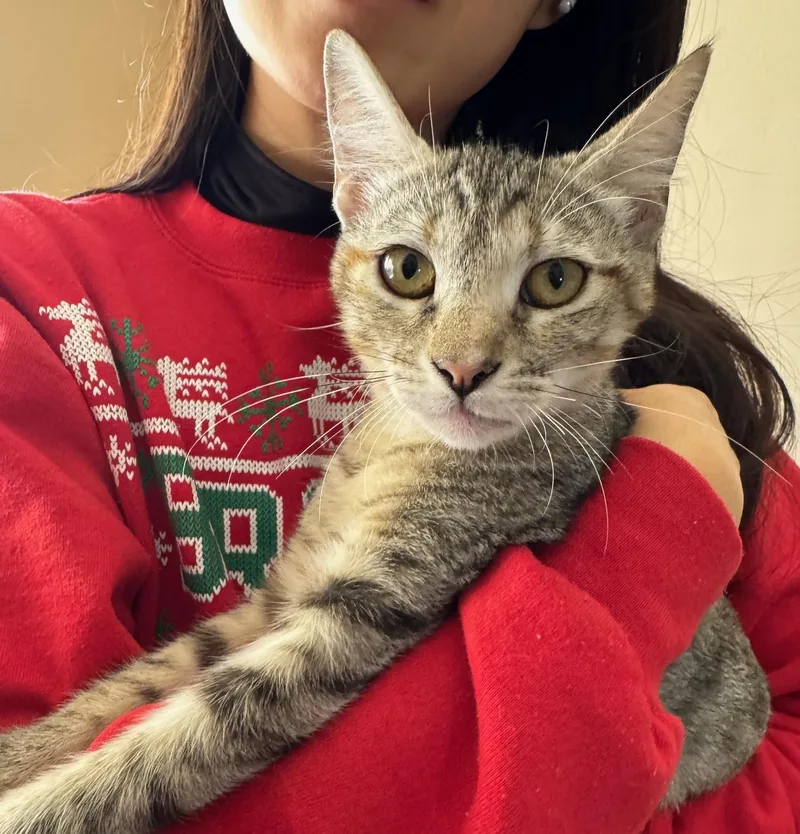 Junie thumbnail 5