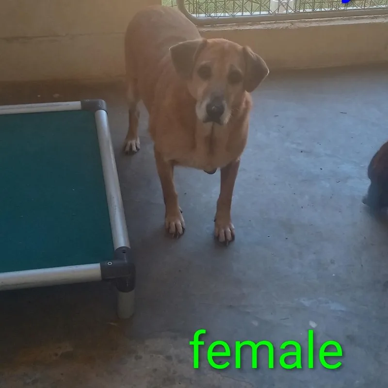 A senior large-sized female Yellow / Tan / Blond / Fawn Mixed Breed dog named Jenifer for adoption in LOXAHATCHEE, FL