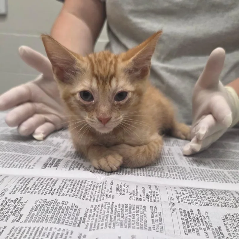 A baby small-sized male Orange / Red Domestic Short Hair cat named Gunner for adoption in Jacksonville, FL