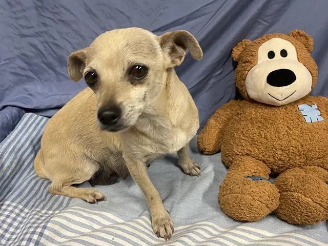 An adult small-sized female Chihuahua dog named Honey for adoption in Bothell, WA