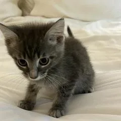 A baby small-sized male Gray / Blue / Silver Domestic Short Hair cat named Allen for adoption in Greensboro, GA