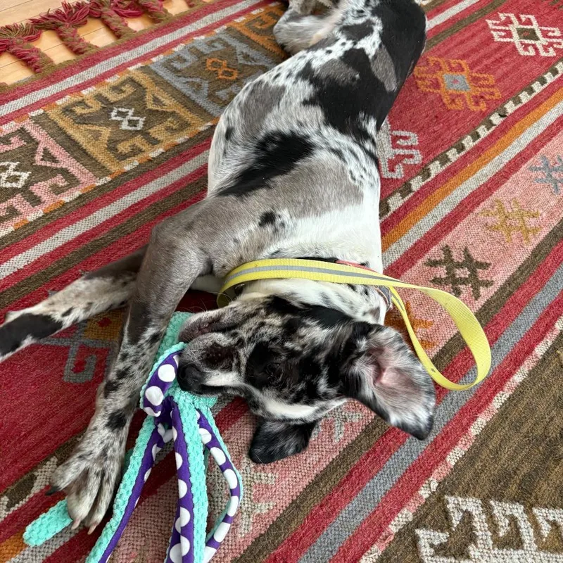 Spot D