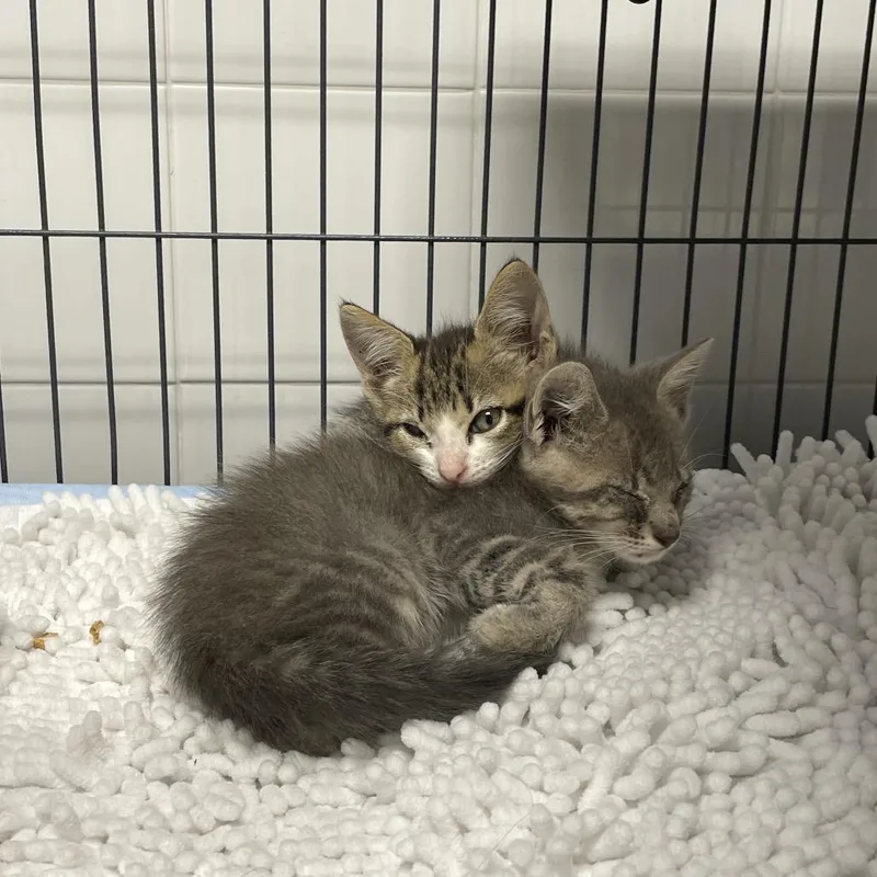 A baby small-sized male Gray / Blue / Silver Domestic Short Hair cat named Chicken for adoption in Dickinson, TX