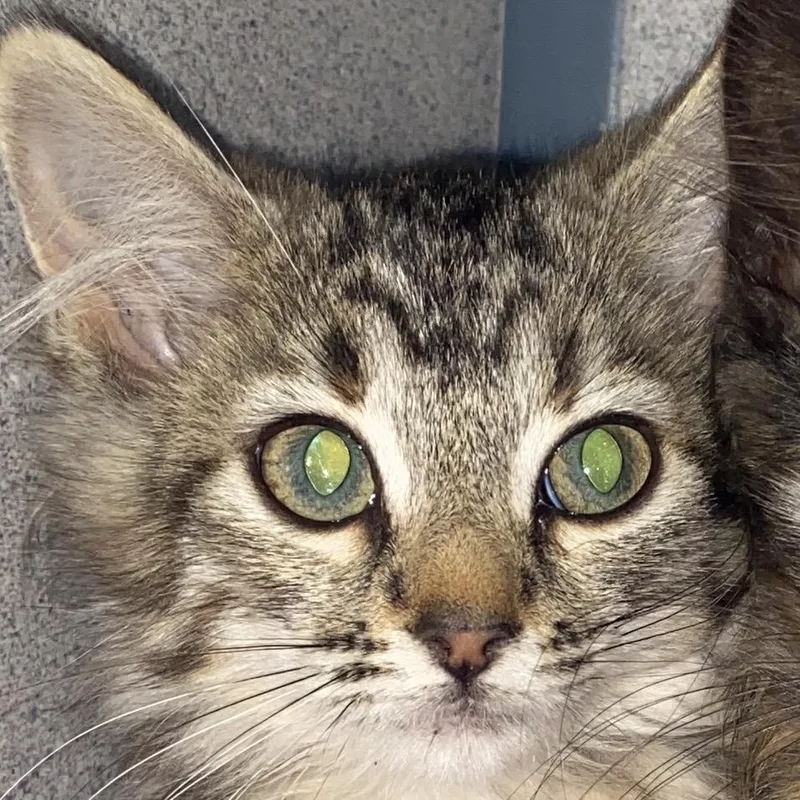 A baby small-sized female Brown / Chocolate Domestic Medium Hair cat named Booty for adoption in Sheridan, WY