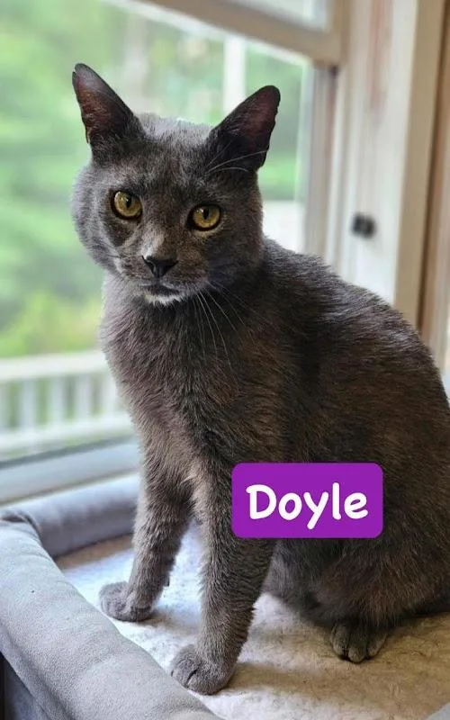 A young medium-sized male Gray / Blue / Silver Domestic Short Hair cat named Doyle for adoption in Johnson City, TN