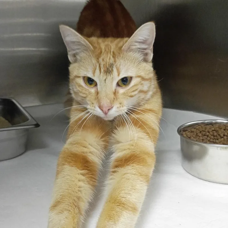 An adult large-sized male Orange / Red Domestic Short Hair cat named Scott Pilgrim for adoption in Fort Smith, AR