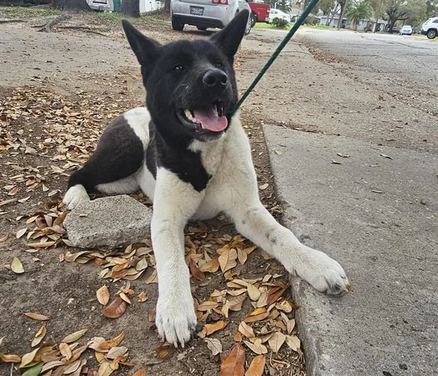 A young large-sized male Akita dog named Moo Moo for adoption in Pasadena, TX