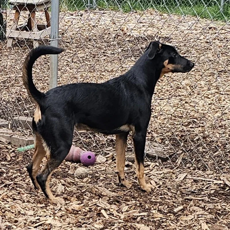 A young medium-sized female Hound dog named Mara for adoption in Ringwood, NJ
