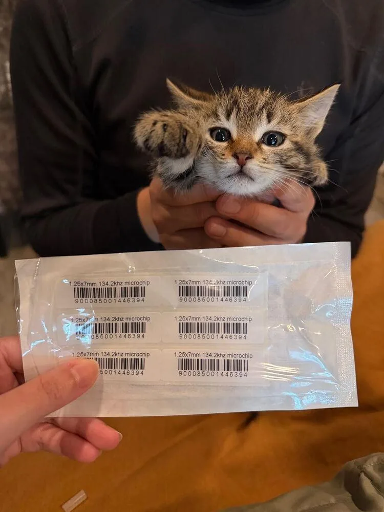 A baby small-sized male Domestic Short Hair cat named Leo for adoption in New York, NY