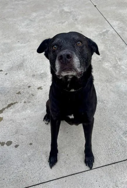 A senior large-sized male Labrador Retriever dog named Letterman for adoption in Aliquippa, PA