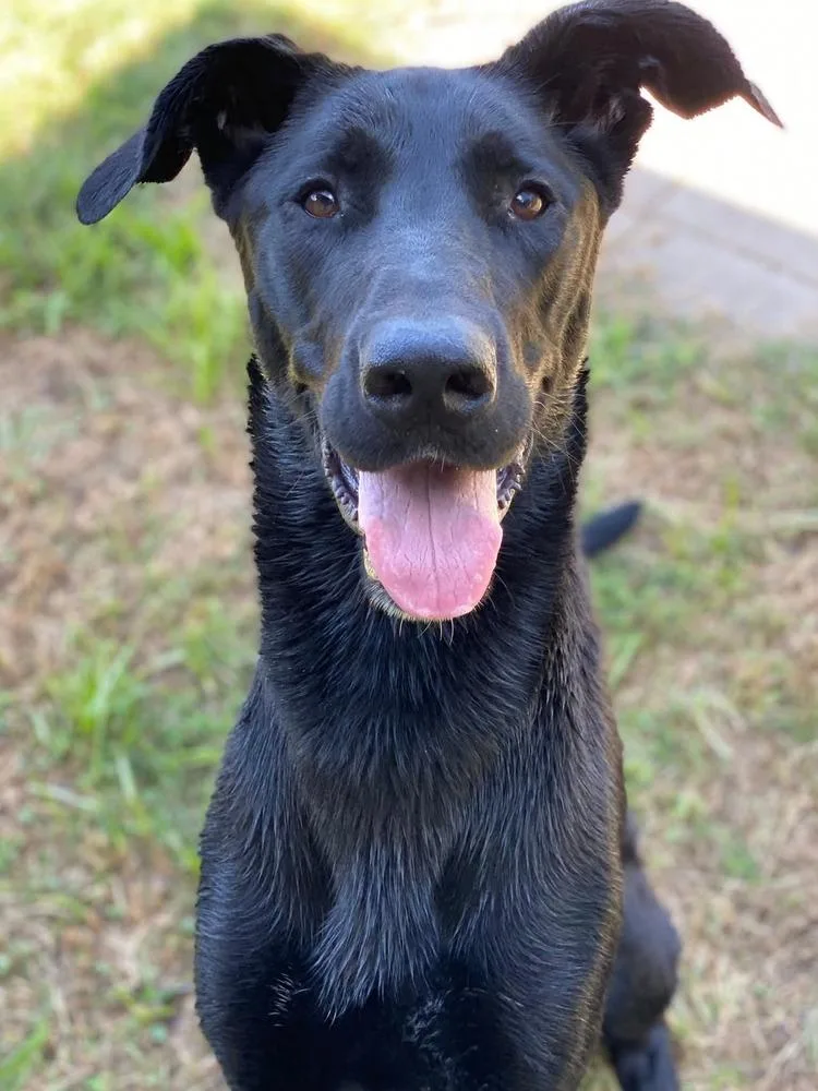 Scarlett thumbnail 2