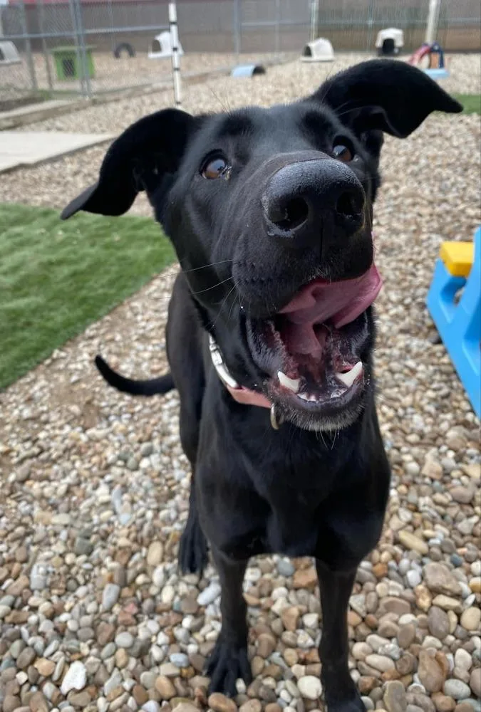 Scarlett thumbnail 5