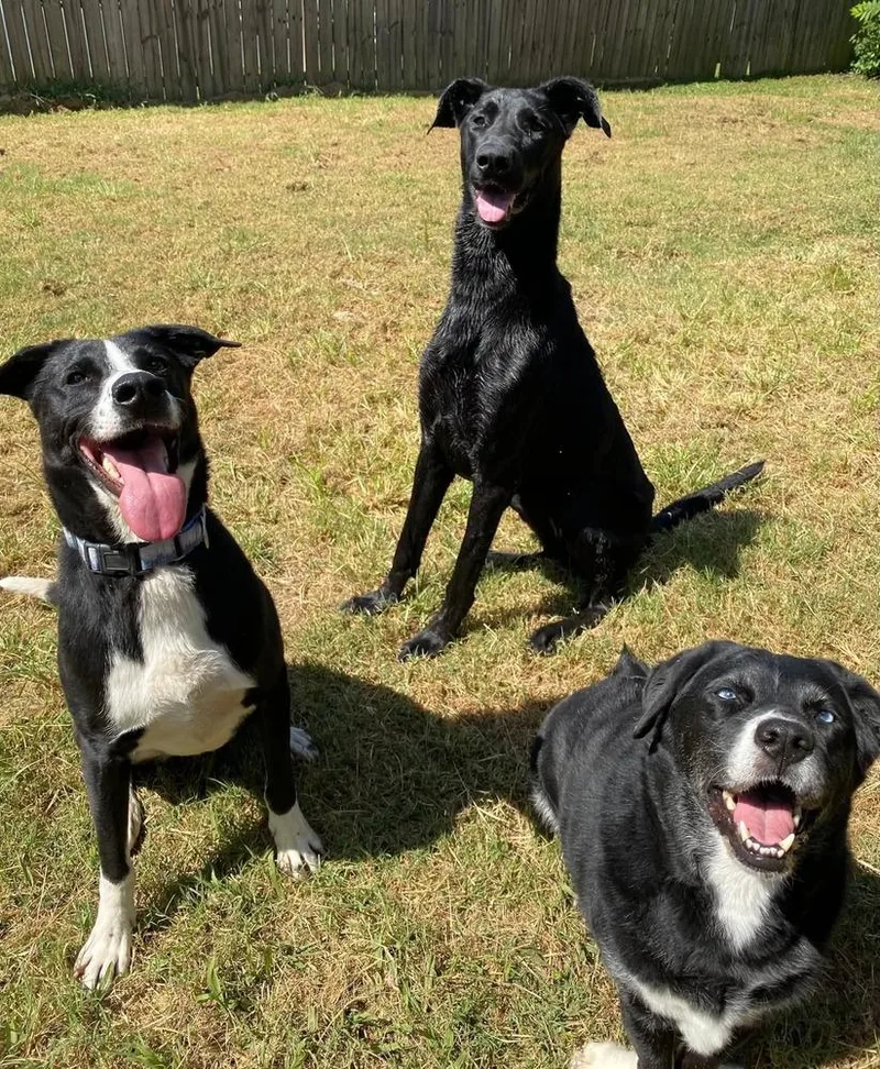 Scarlett thumbnail 6