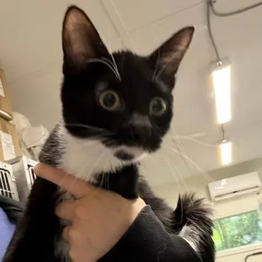 A baby small-sized female Domestic Short Hair cat named Clover for adoption in Cumming, GA
