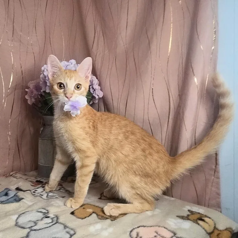 Ginger thumbnail 3